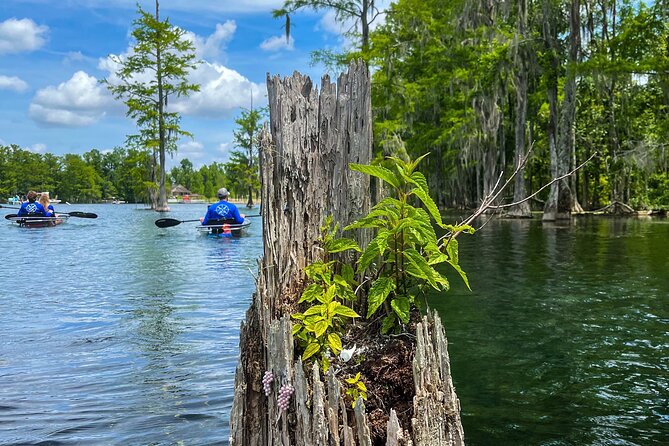 Clear Kayaking Eco Adventure Tour in Marianna - Watch for fish, turtles, otters, and birds