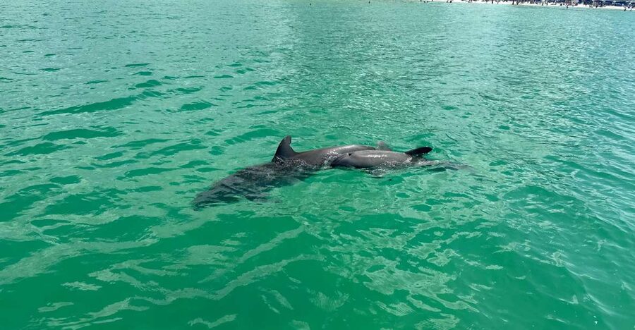 Clearwater Beach: Dolphin & Island Sandbar Cruise - What the $28 price really gets you