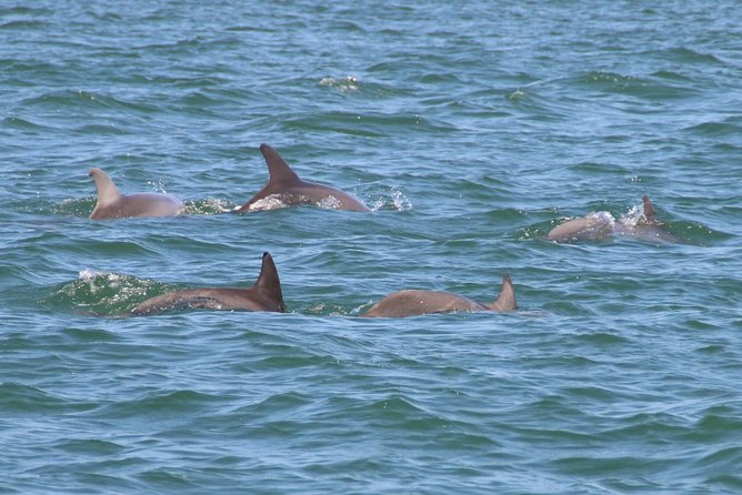 Clearwater Encounters with Dolphins Tour - Compass Island adds the hands-on part