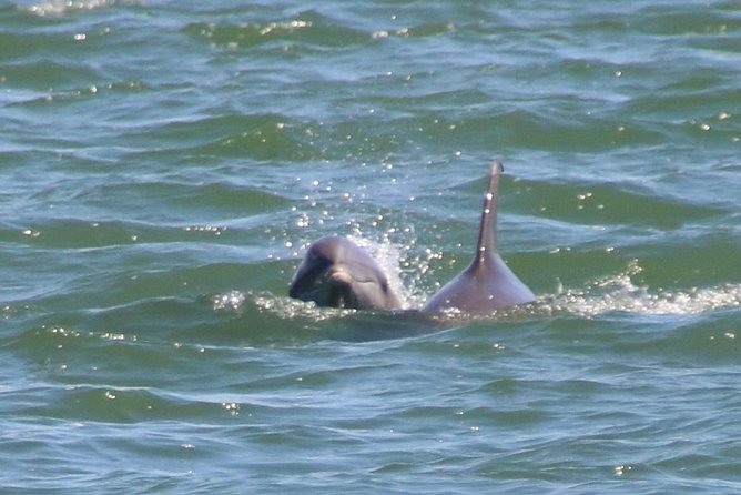 Clearwater Encounters with Dolphins Tour - How much value do you get for $35.67?