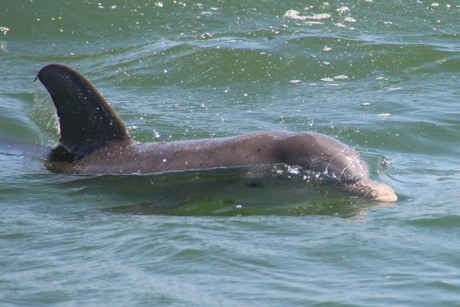 Clearwater Encounters with Dolphins Tour - Timing, parking, and the marina wait