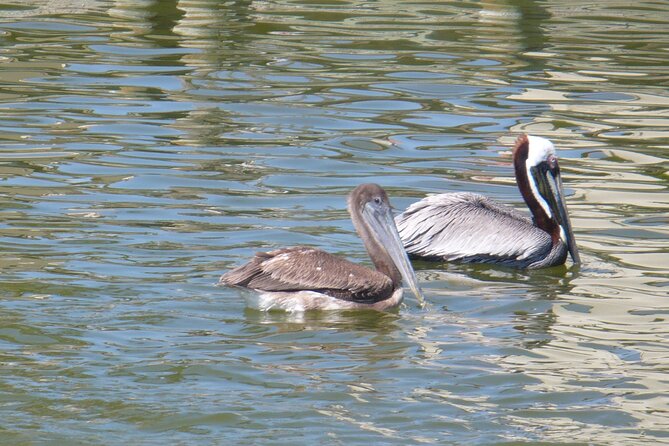 Cocoa Beach Dolphin and Wildlife Tour - Dolphin sightings can begin near the dock