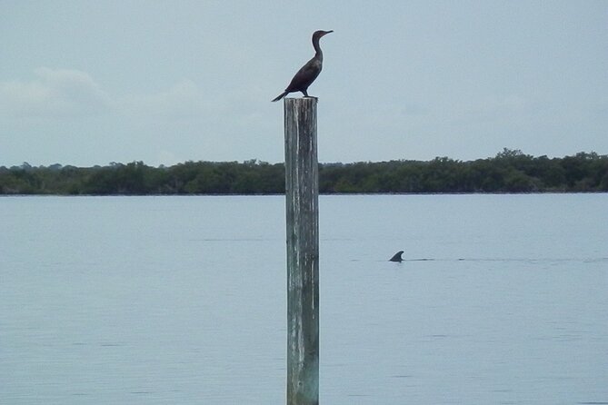 Cocoa Beach Dolphin and Wildlife Tour - Manatees, turtles, and the less predictable sightings