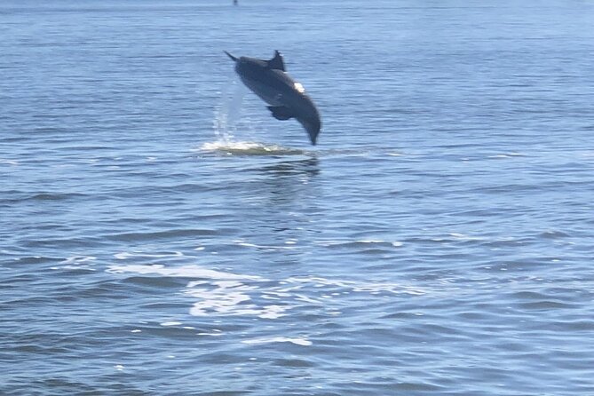 Cocoa Beach Dolphin and Wildlife Tour - The guides make the two hours work