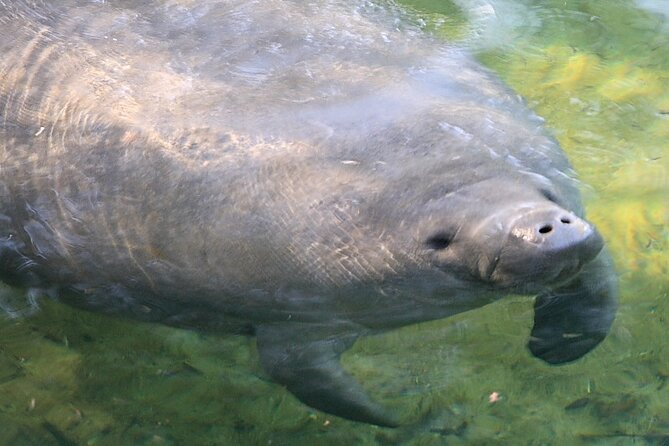 Cocoa Beach Dolphin and Wildlife Tour - Is $47.50 a good value?