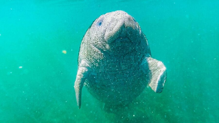 Crystal River: Manatee Snorkel Tour w/ In-Water Photographer - Small touches that make the outing easier