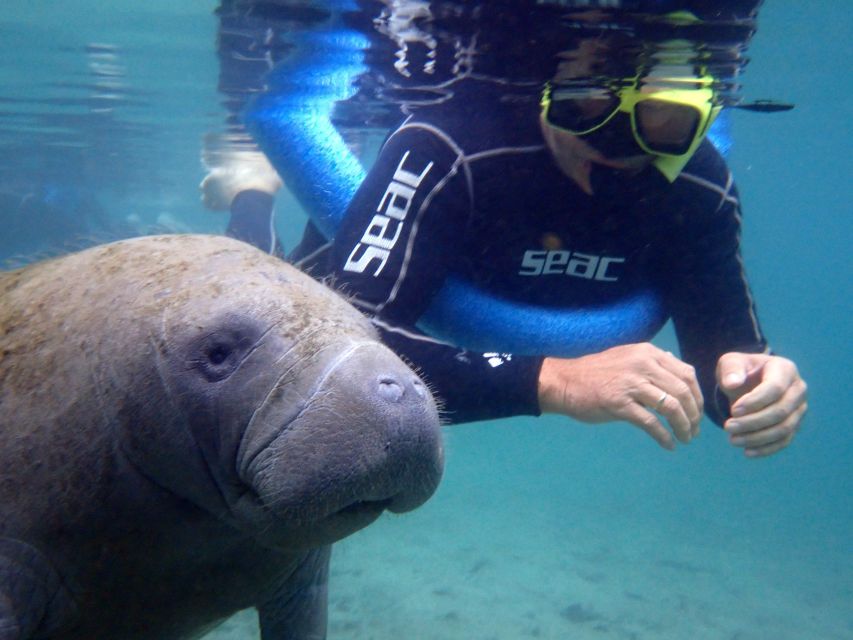Crystal River: Manatee Snorkel Tour w/ In-Water Photographer - Why Crystal River is a manatee favorite