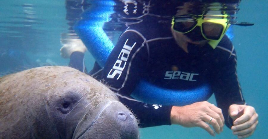 Crystal River: Manatee Snorkel Tour w/ In-Water Photographer - The honest word about manatee numbers