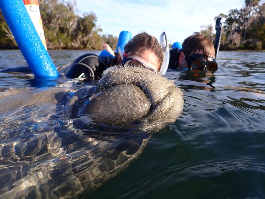 Crystal River: Manatee Snorkel Tour w/ In-Water Photographer - Families, swimmers, and non-swimmers