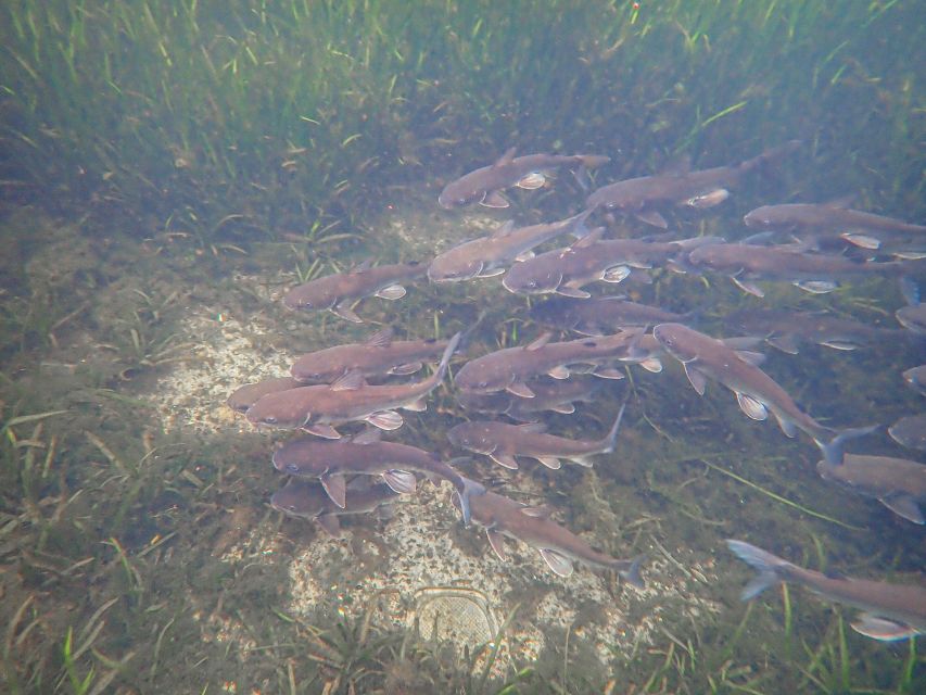 Crystal River: Manatee Swim Group Tour - Key points to know before you book