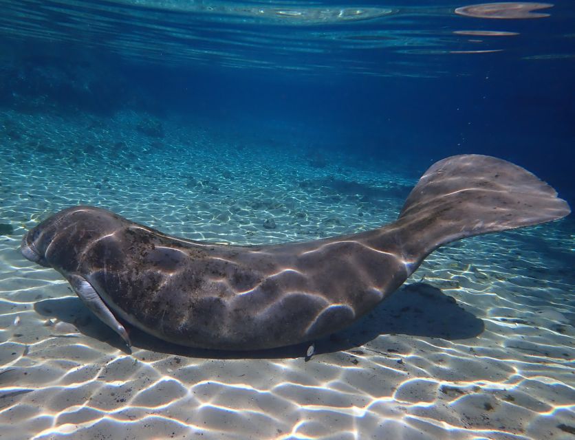 Crystal River: Manatee Swim Group Tour - Who will enjoy this tour most