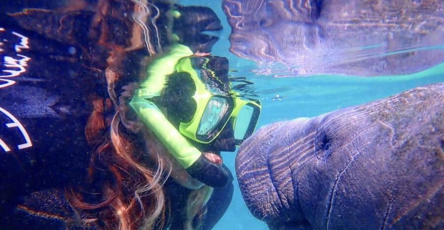 Crystal River: Manatee Swim Group Tour - Why Crystal River is the place for a manatee swim