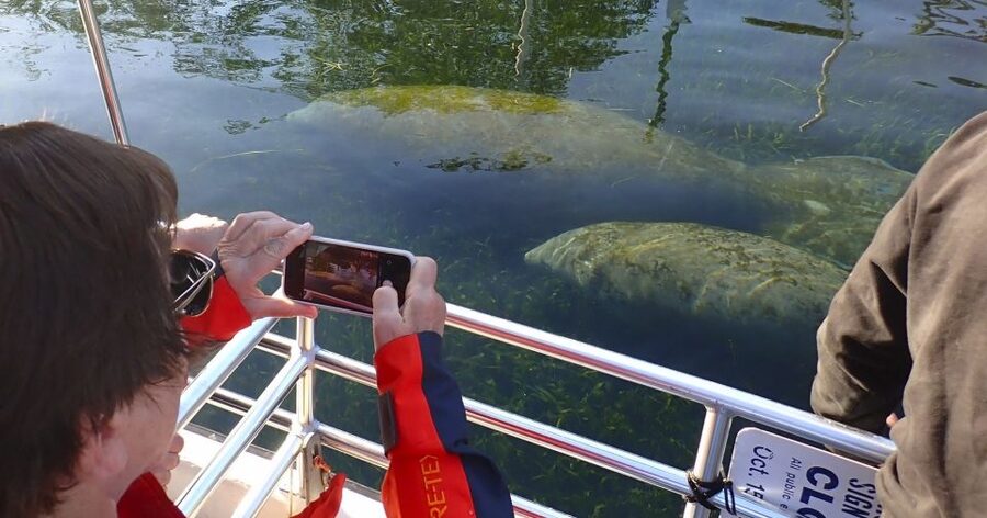 Crystal River: Manatee Swim Group Tour - Getting comfortable in the water