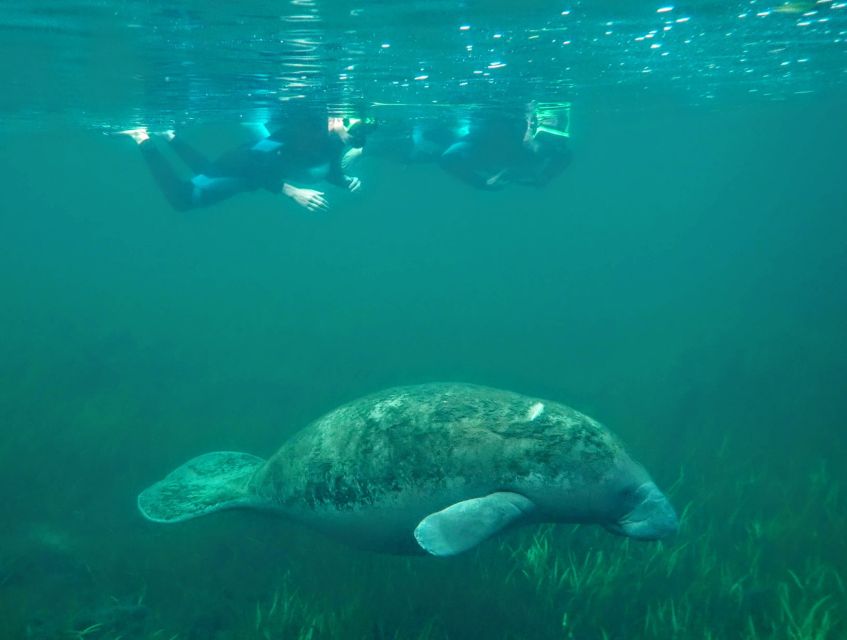Crystal River: Manatee Swim Group Tour - How much value do you get for $69?