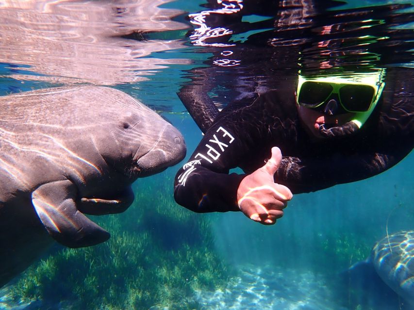 Crystal River: Manatee Swim Group Tour - Choosing the best departure time and season