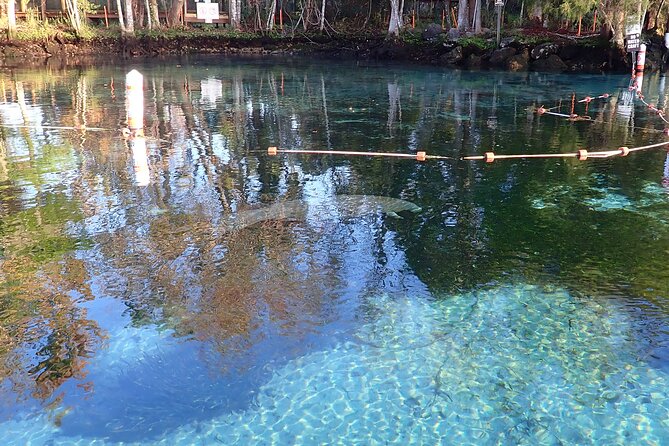 Crystal River Manatee Viewing Cruise - Why Crystal River is a good place to see manatees