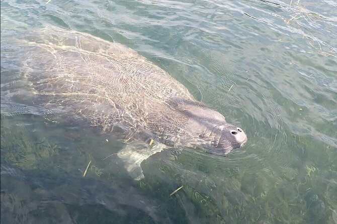 Crystal River Manatee Viewing Cruise - Searching the canals and refuge waters