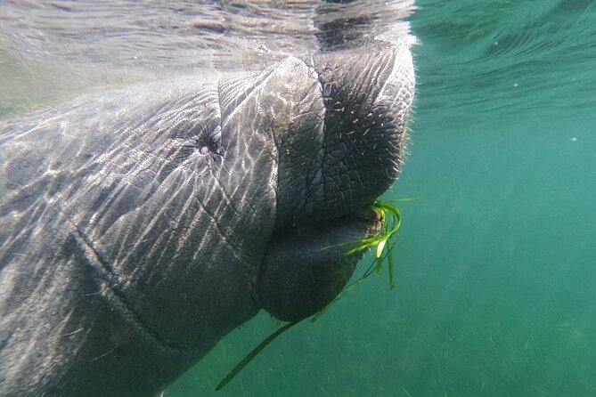 Crystal River: Semi-Private Manatee Swim Tour With Heated Boat - Meeting in Crystal River at 403 NE 2nd Street