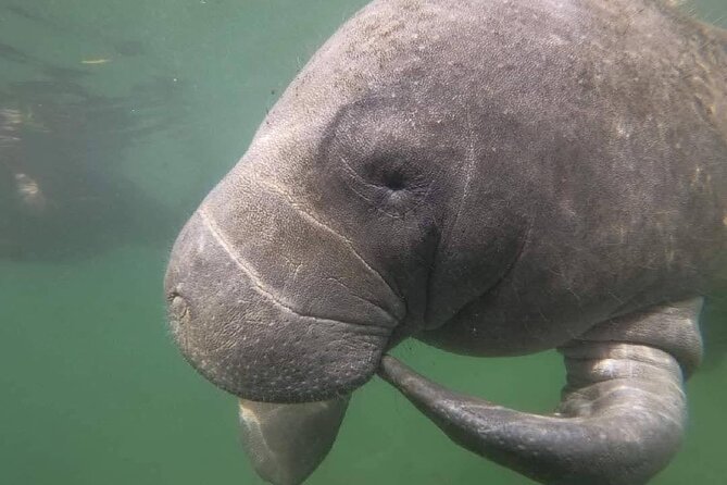 Crystal River: Semi-Private Manatee Swim Tour With Heated Boat - Meeting manatees on their terms