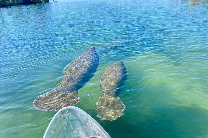 Crystal River Three Sisters Springs and Manatee Clear Kayak Tours - April to November: paddling toward Three Sisters Springs