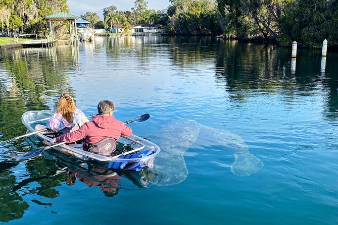 Crystal River Three Sisters Springs and Manatee Clear Kayak Tours - November to March: the strongest season for manatee sightings