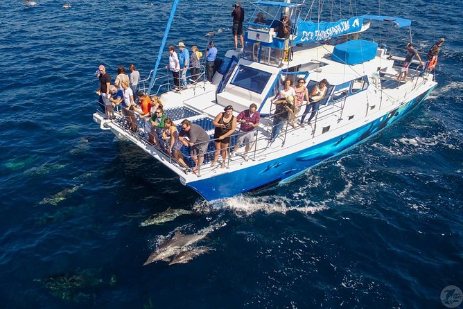 Dana Point Dolphin and Whale Watching with Underwater Viewing - Whale watching depends on season and luck