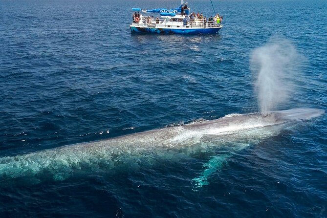 Dana Point Dolphin and Whale Watching with Underwater Viewing - What the naturalist adds to the ride
