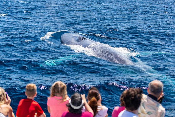 Dana Point Dolphin and Whale Watching with Underwater Viewing - What the $99.99 price really includes