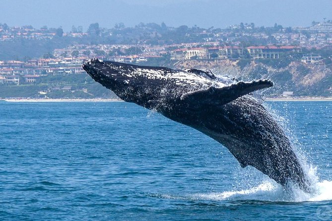 Dana Point Dolphin and Whale Watching with Underwater Viewing - Dolphins usually provide the most action