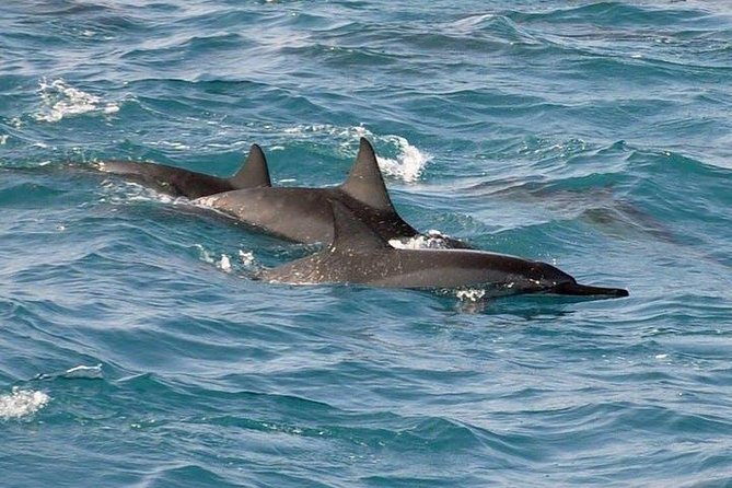 Deluxe Snorkel & Dolphin Watch Aboard a Luxury Catamaran from Kailua-Kona - How the crew shapes the experience