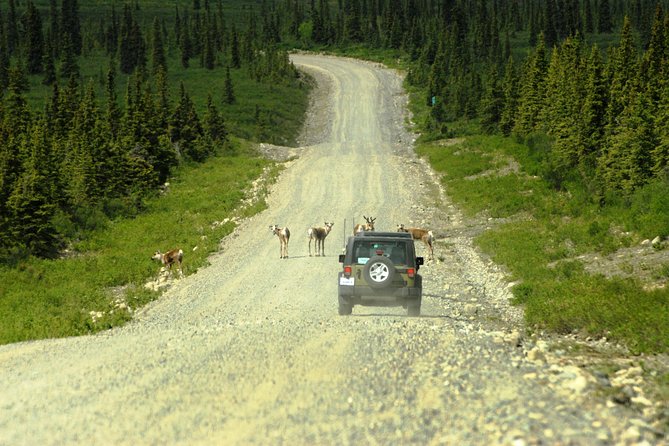 Denali Highway Jeep Excursion - Mountain views, glaciers, and photo stops