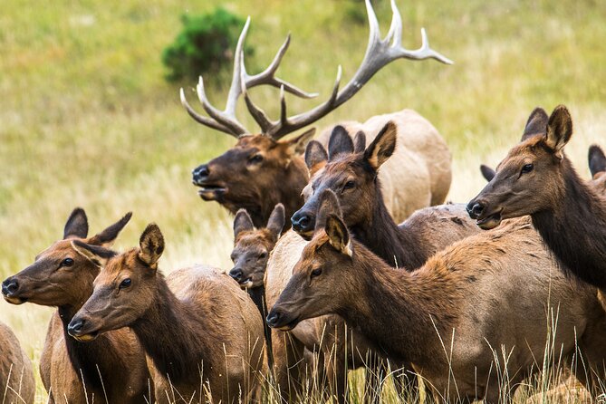 Discover Rocky Mountain National Park - Picnic lunch, seasonal limits, and the $100 question