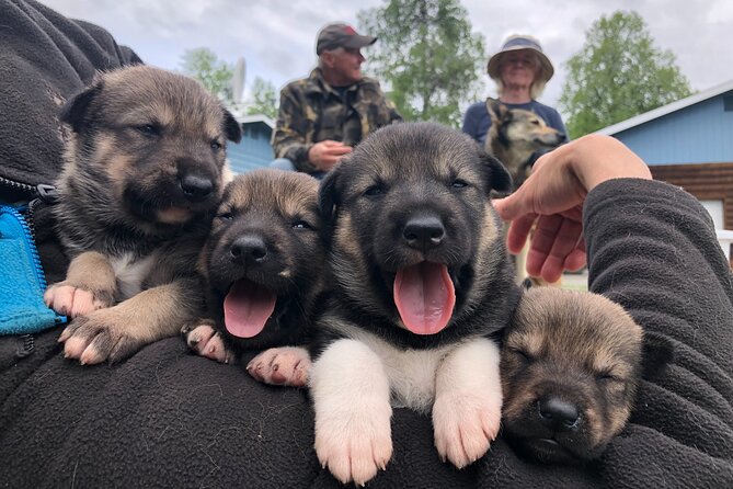 Dog Sledding Adventure in Willow, Alaska - The sled route and Mount McKinley scenery