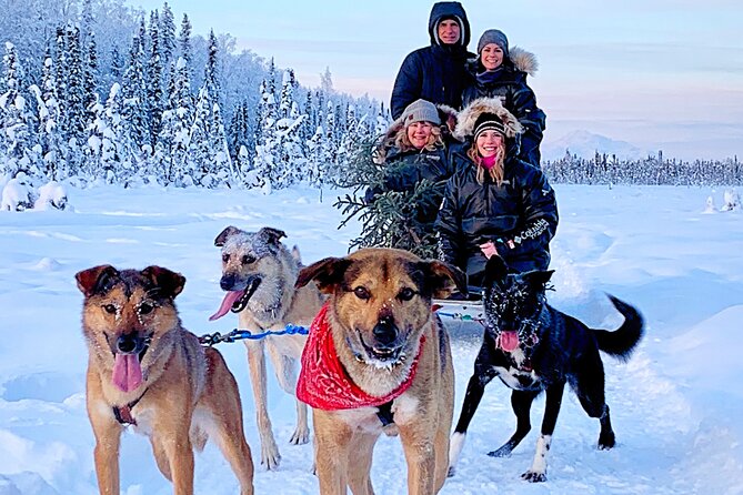 Dog Sledding Adventure in Willow, Alaska - What the ride feels like from the sled