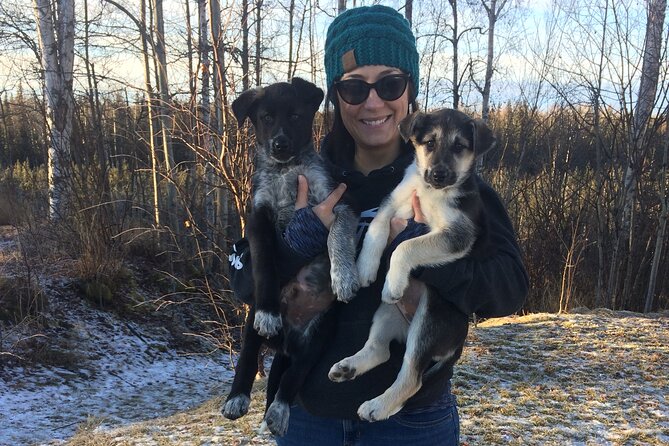 Dog Sledding Adventure in Willow, Alaska - Is $175 a fair price?