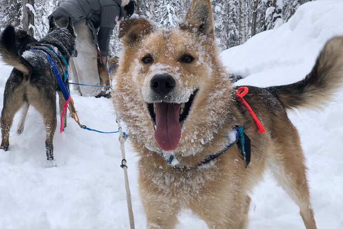 Dog Sledding Adventure in Willow, Alaska - Harnessing up and learning the basics of mushing