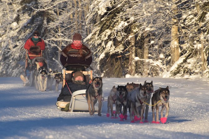 Dog Sledding and Mushing Experience in North Pole - Riding five miles behind Alaskan Huskies