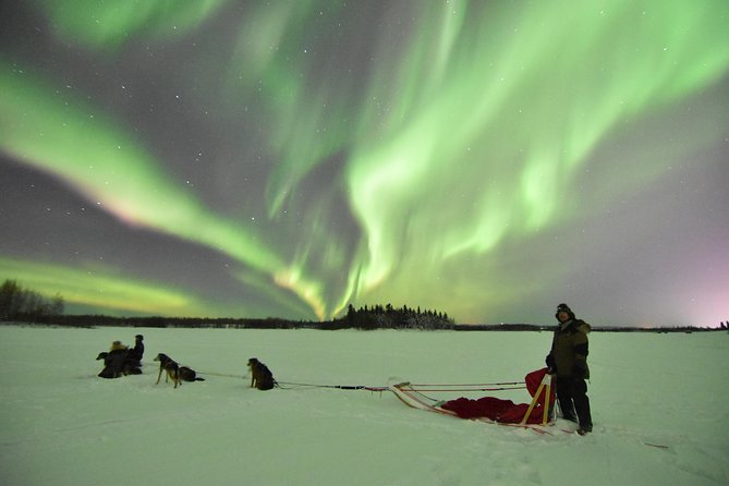 Dog Sledding and Mushing Experience in North Pole - What the 30-minute itinerary feels like