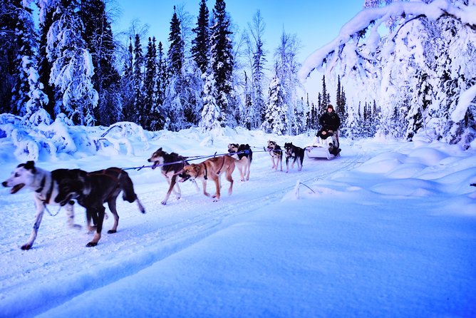 Dog Sledding and Mushing Experience in North Pole - Who will enjoy this tour most