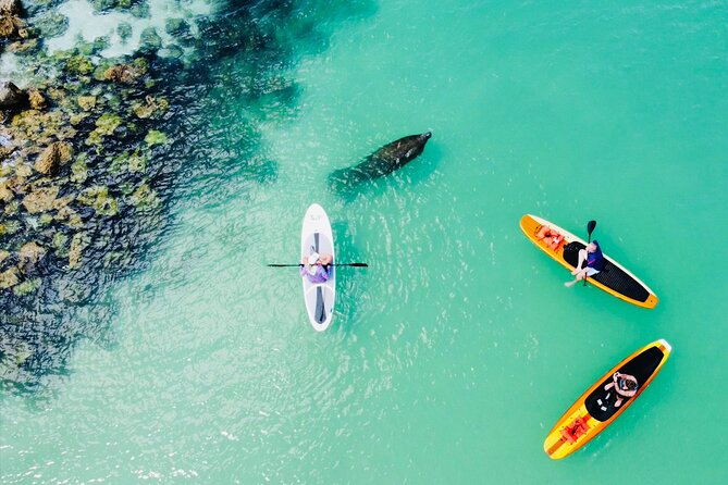 Dolphin and Manatee Adventure Tour of Fort Myers - What this paddleboard trip is really like