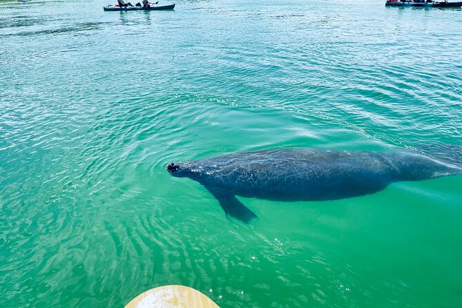 Dolphin and Manatee Adventure Tour of Fort Myers - Price, group size, and what you receive