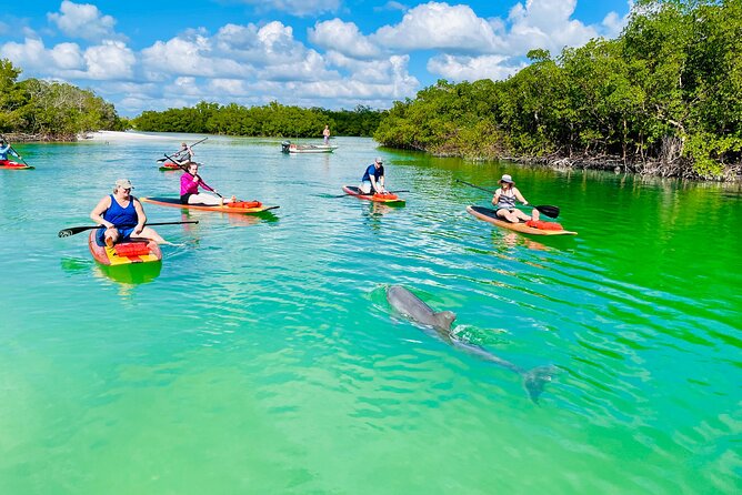 Dolphin and Manatee Adventure Tour of Fort Myers - Moving through mangroves and open bay water