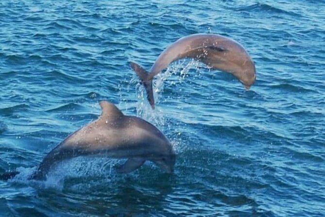 Dolphin & Sunset Cruises - Dolphins, sunset, and the luck of the day
