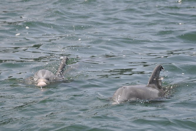Dolphin-Watching Speedboat Cruise in Destin Harbor - Searching the Gulf for dolphins