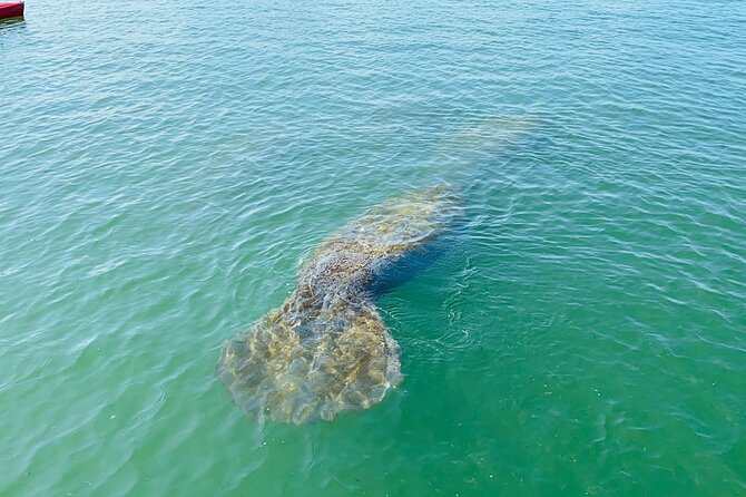 Easy Ride Pedal Kayak Tour Marco Island & Naples (Pedal or Paddle - Is the outing good value?