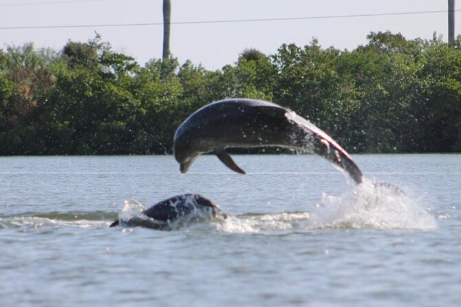 Easy Ride Pedal Kayak Tour Marco Island & Naples (Pedal or Paddle - From Capri Paddlecraft Park into Marco Island’s mangroves