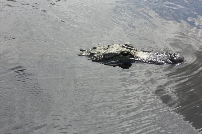 Everglades Airboat Tour from Fort Lauderdale with transportation - The ride to Dania Beach
