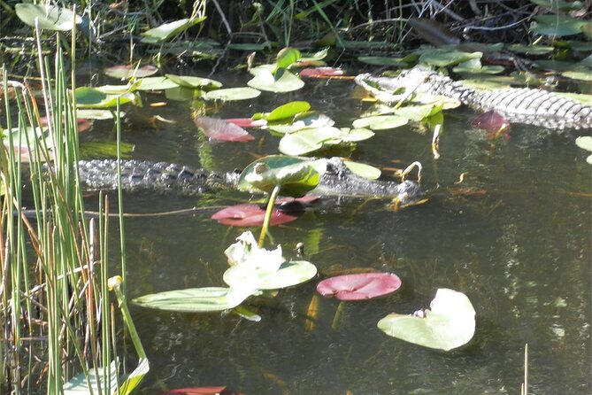Everglades Airboat Tour from Fort Lauderdale with transportation - Morning or afternoon?
