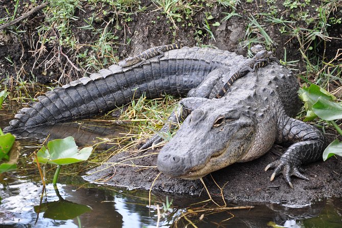 Everglades Airboat, Wildlife Show, and Roundtrip Bus From Miami - The airboat is the main event