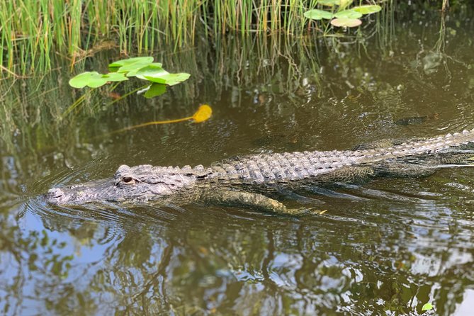Everglades Airboat, Wildlife Show, and Roundtrip Bus From Miami - Four hours on paper, longer when Miami traffic joins in